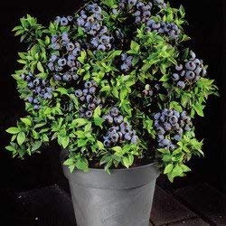 Blueberry plant