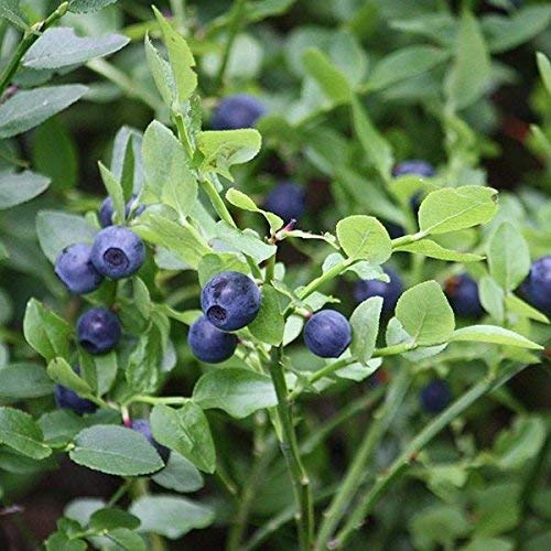 Bilberry Seeds