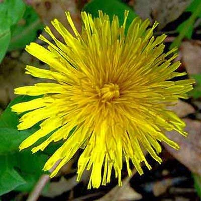 Dandelion