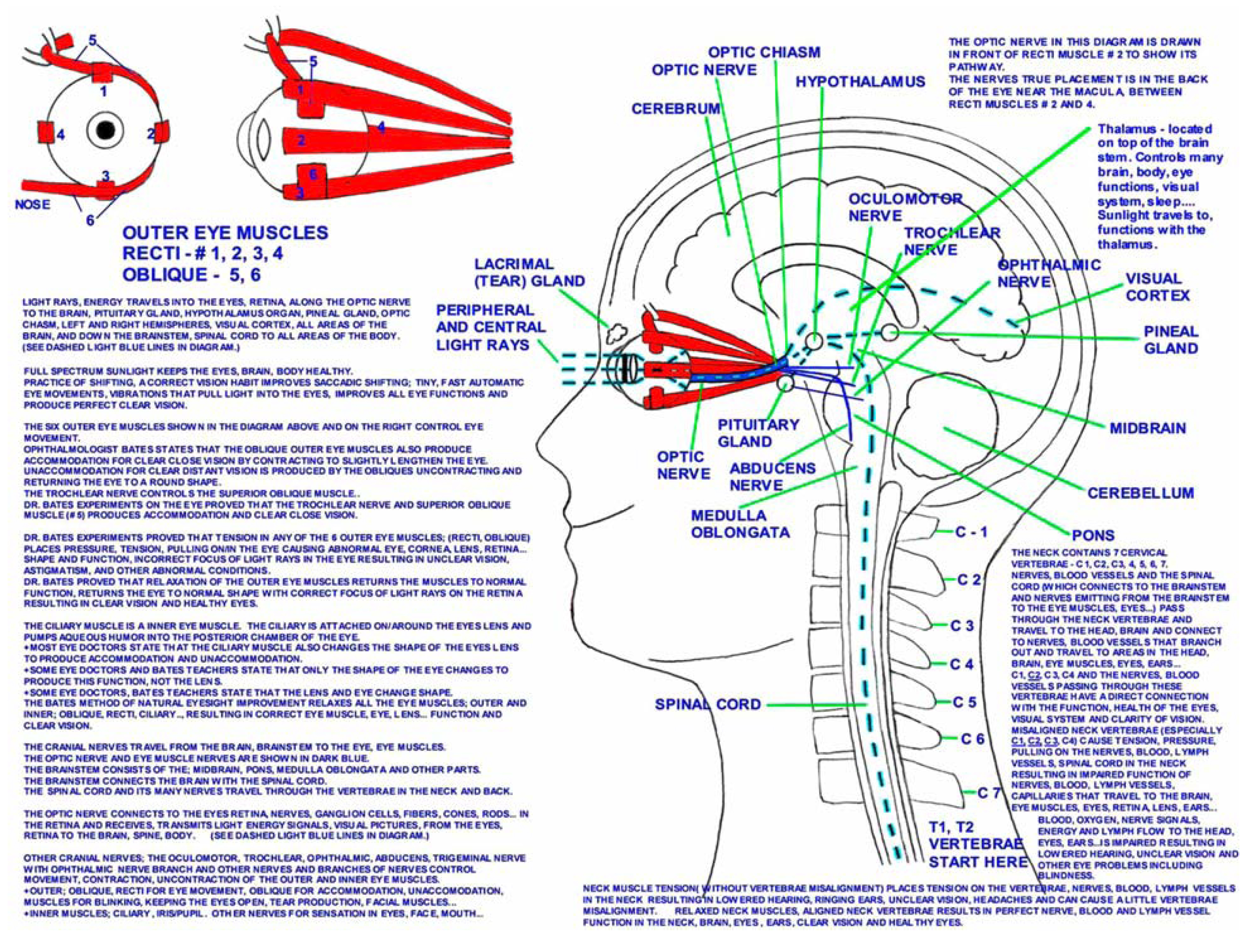 Light rays, Eye Muscles