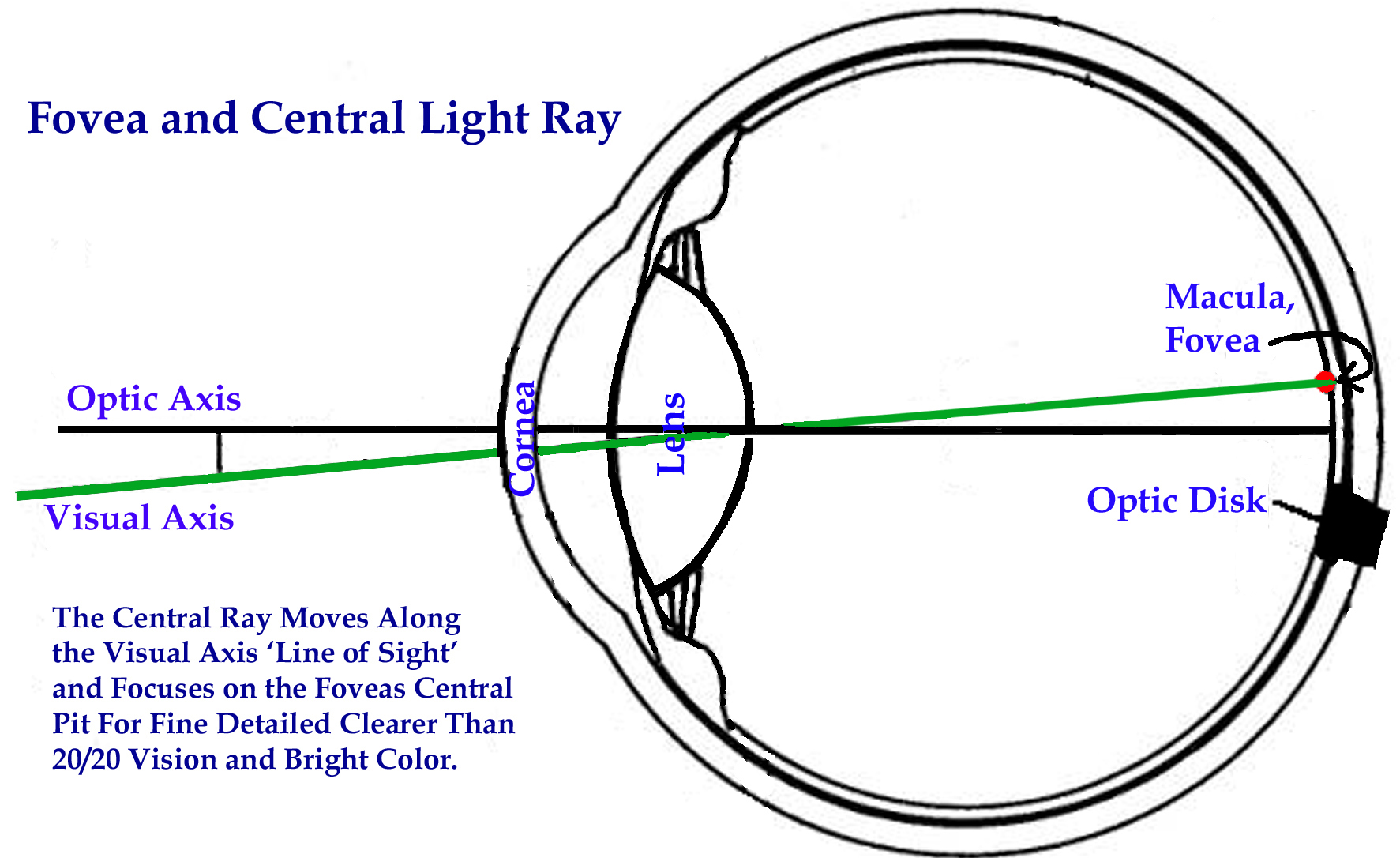The Visual Axis and Central Ray, Fovea