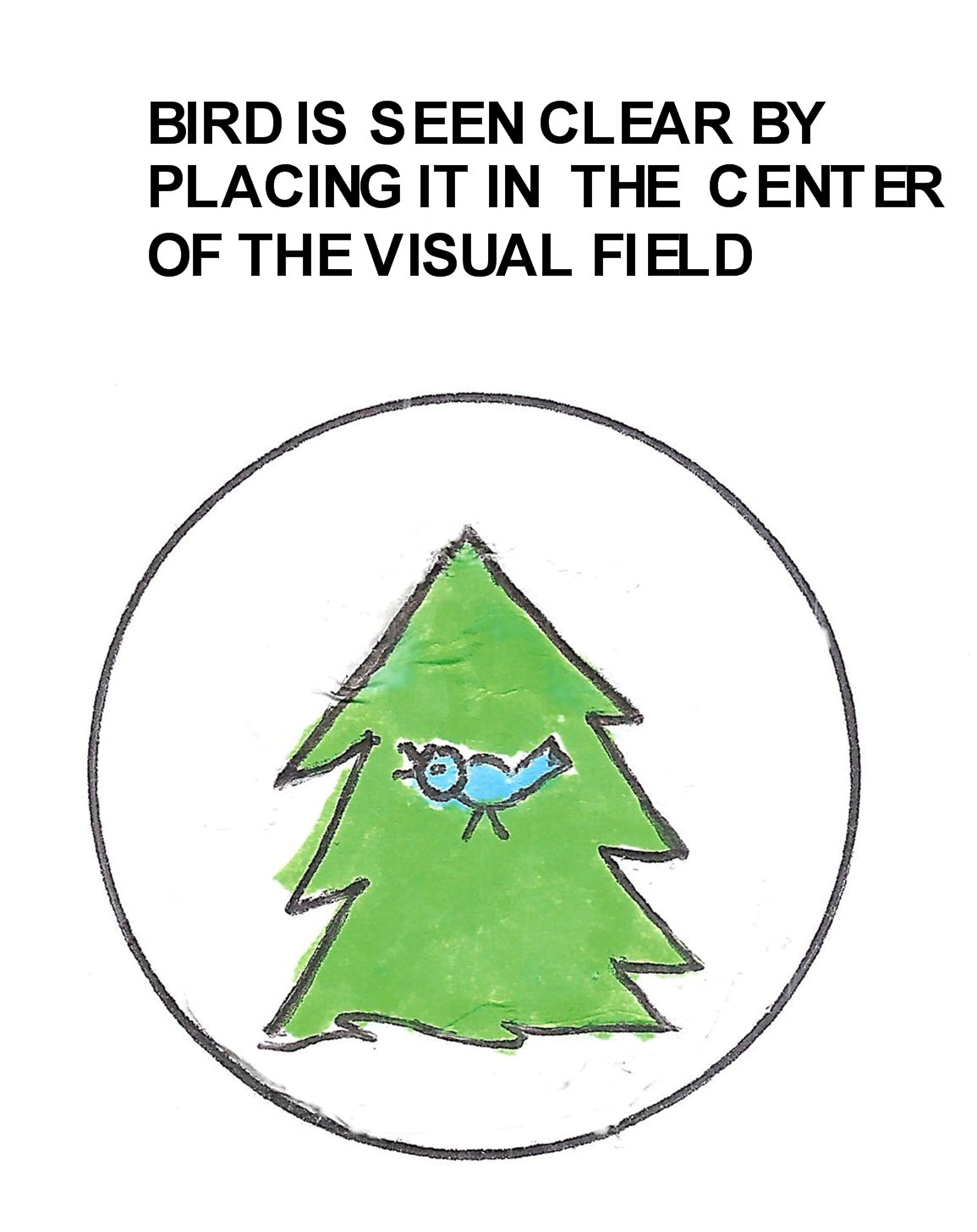 bird center of the visual field
