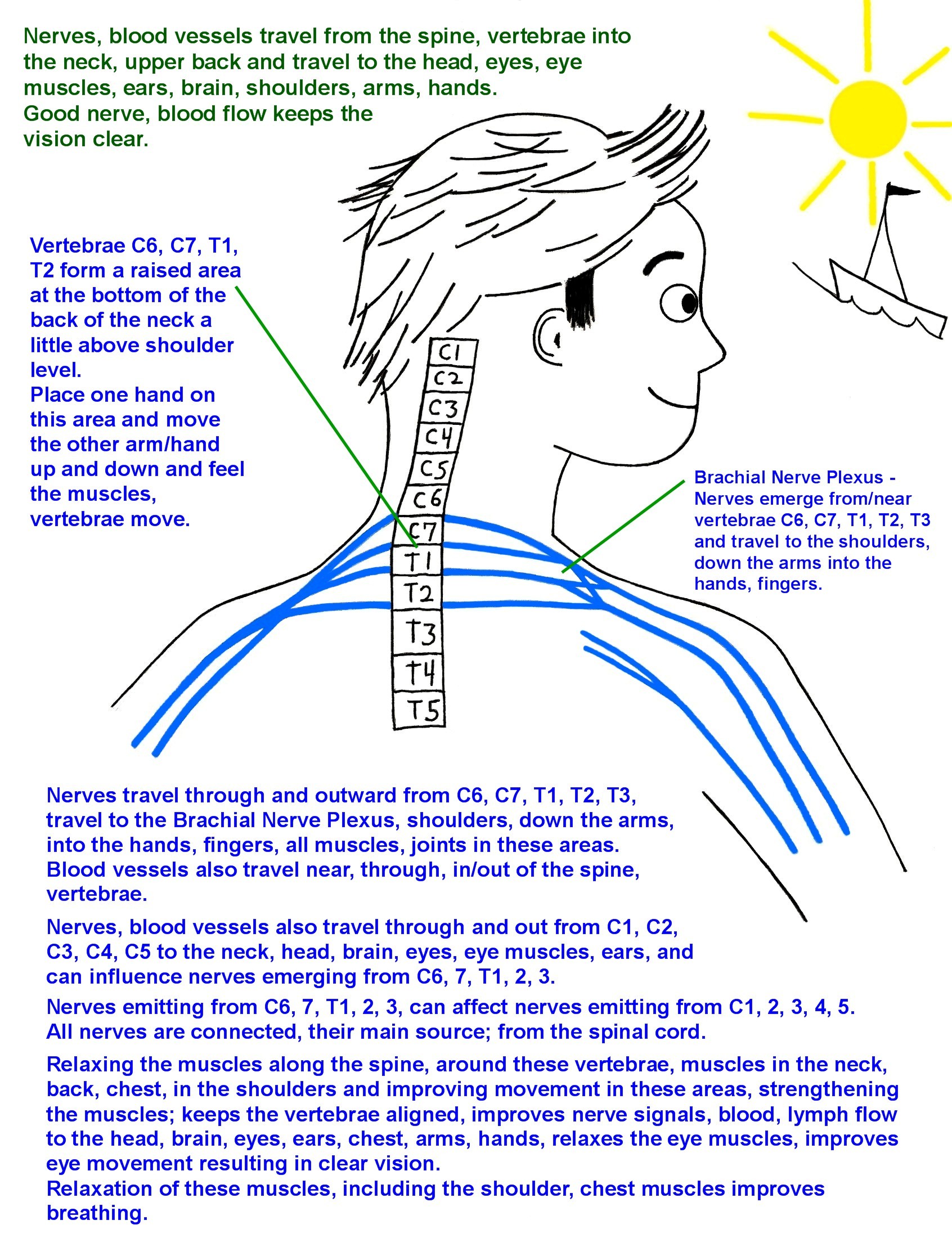Nerves_shoulders, arms