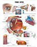 The Eye Anatomical Chart