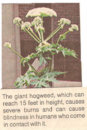 Hogweed; avoid, burns the eyes, cornea, sticky, poison, cause blindness