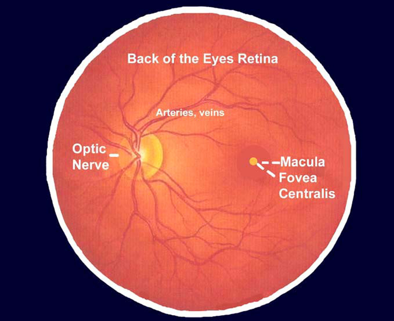 Retina, Macula, Fovea