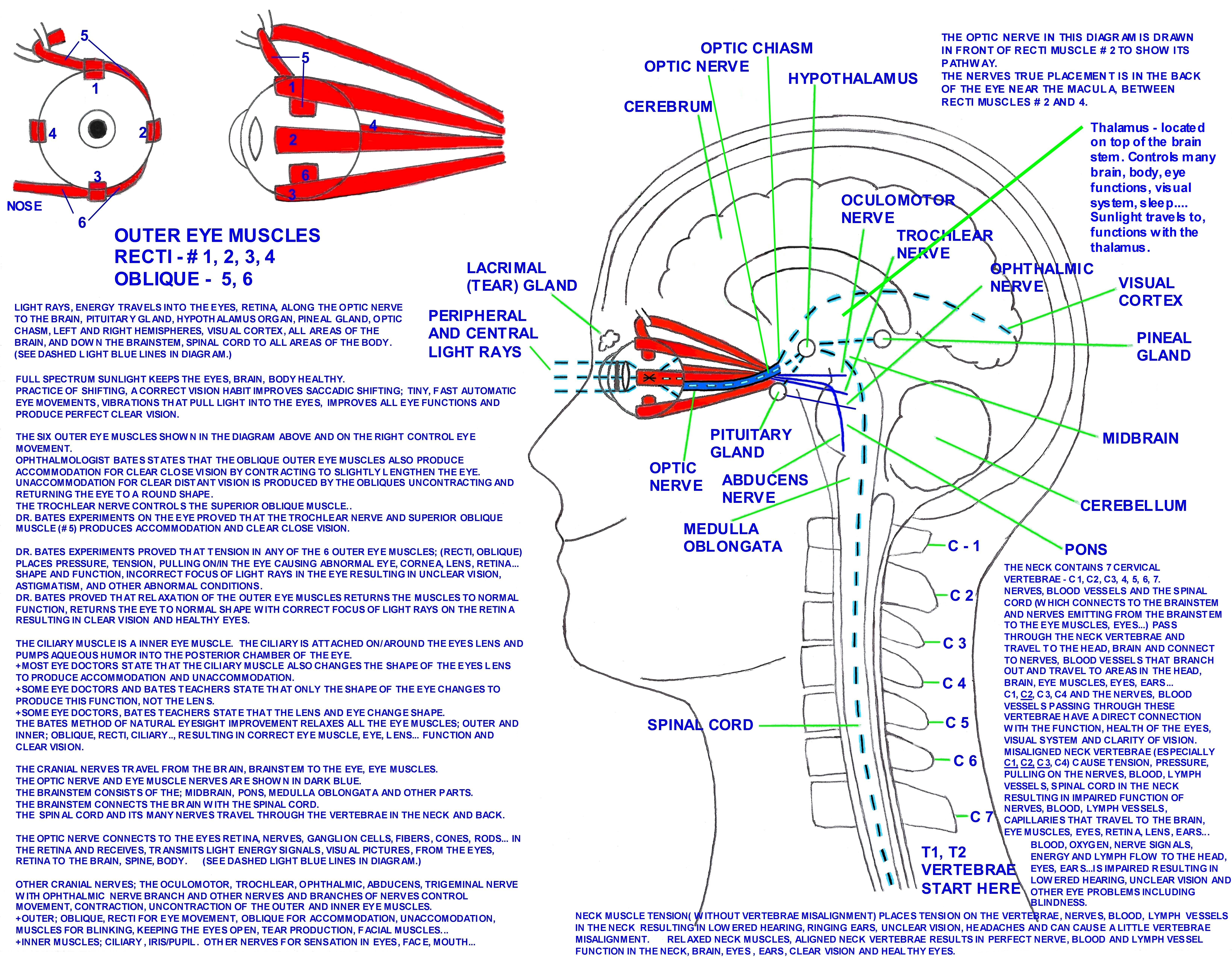 Neck, Spine affects the nerves, blood vessels that travel to the brain, eyes, eye muscles