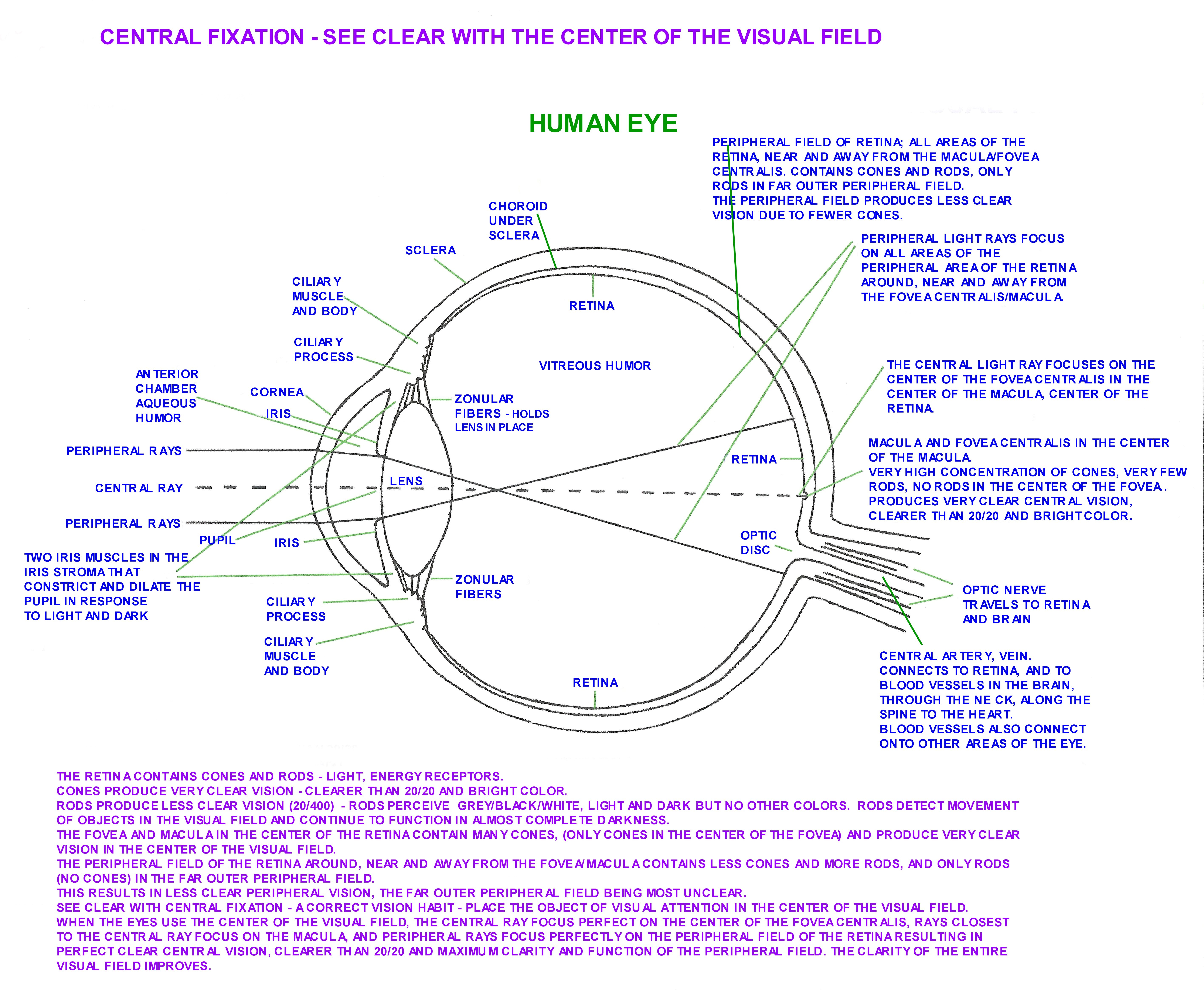 Human Eye - Internal Side View