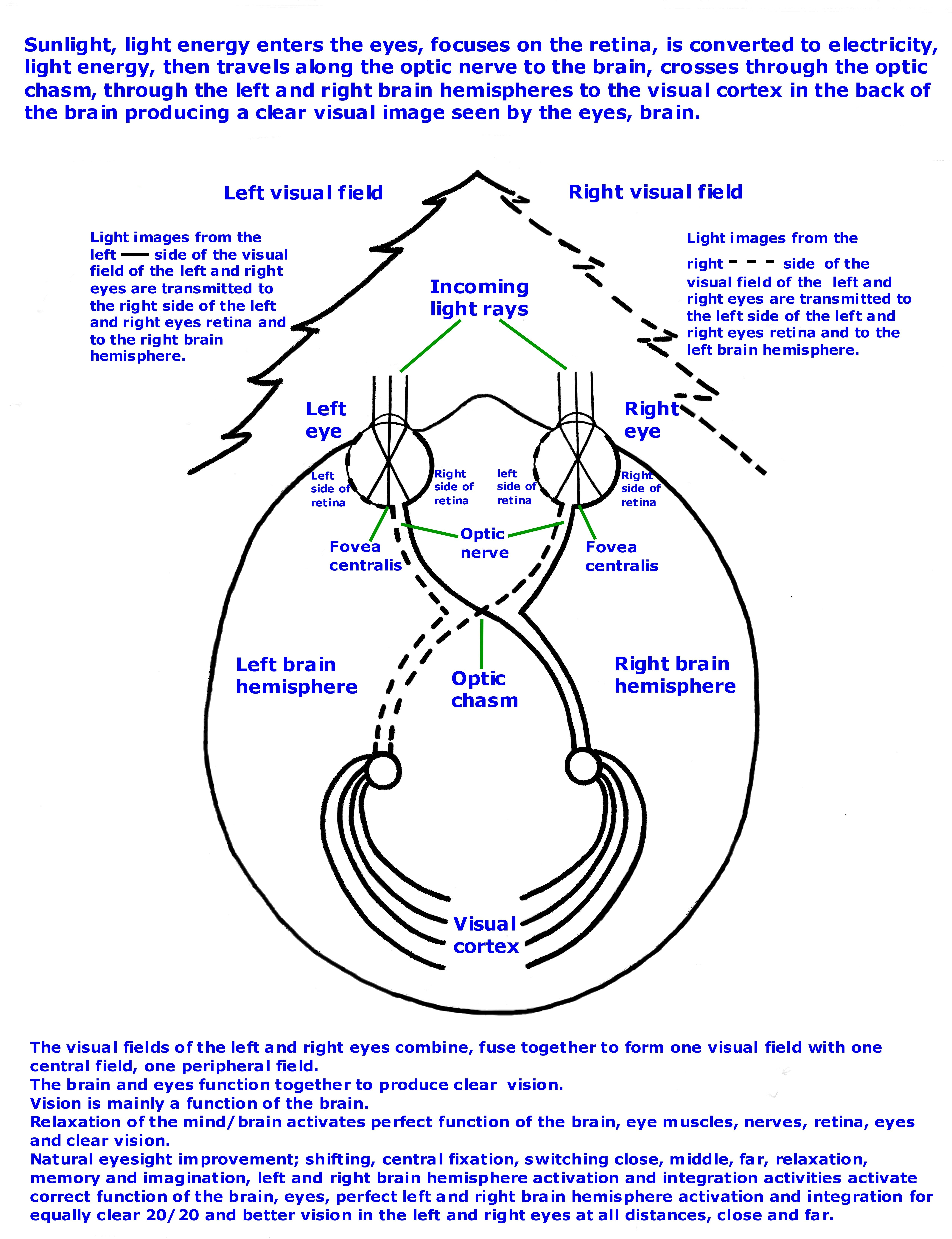 top view  path of light in eyes brain